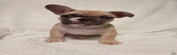 French Bulldog dogs for sale: French Bulldog Puppy 2 - Ad 1