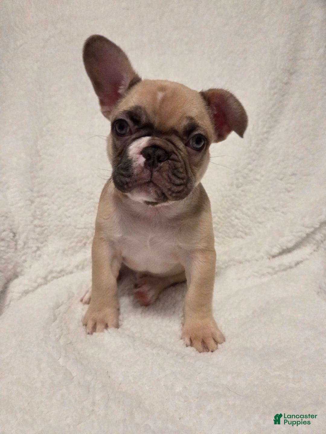 French Bulldog dogs for sale: French Bulldog Puppy 2 - Ad 1
