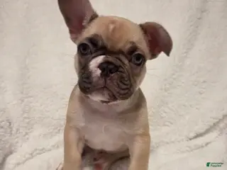 French Bulldog dogs French Bulldog Puppy 2 - Ad 17