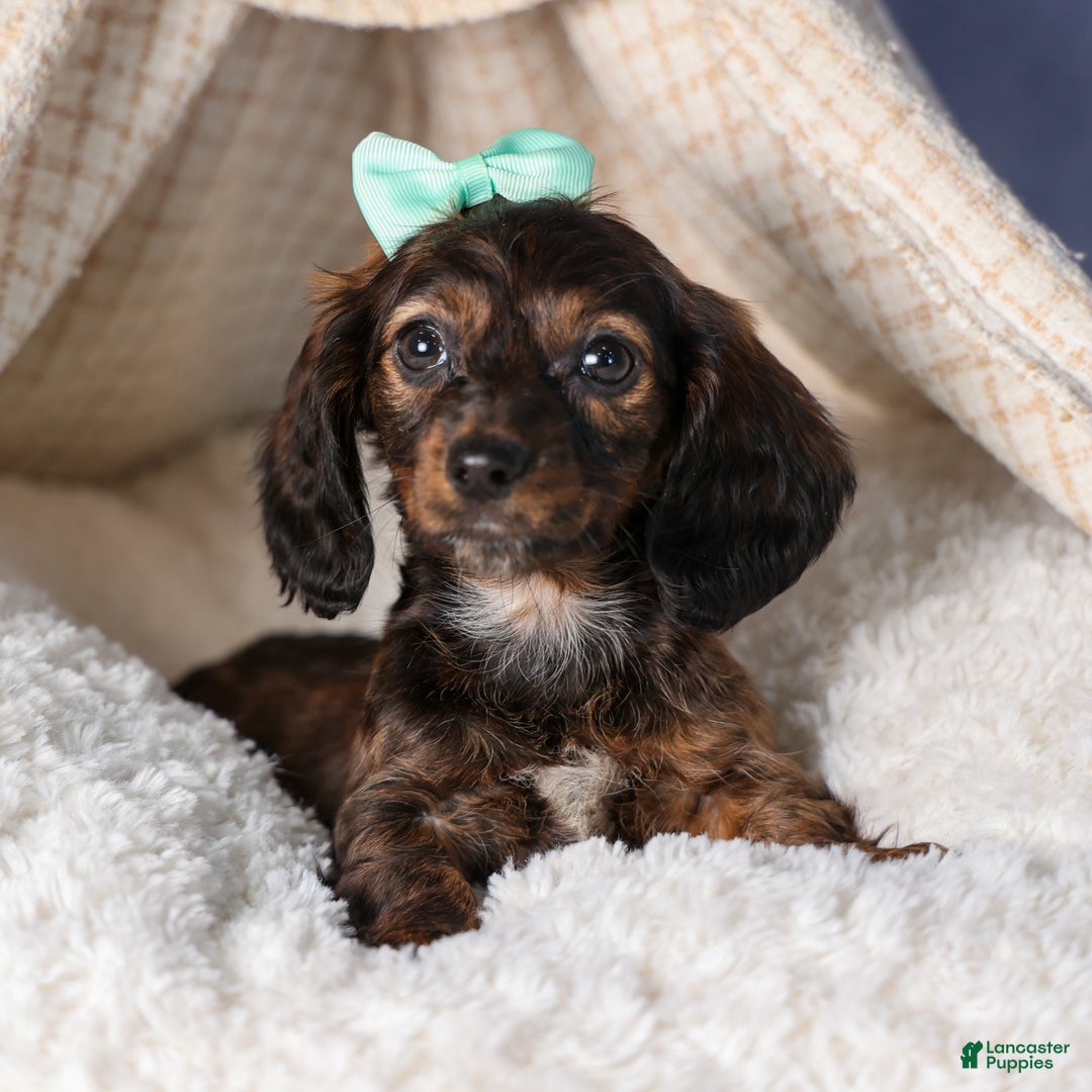 Miniature Dachshund dogs for sale: Cleo - Ad 22
