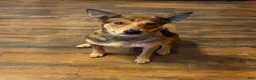 Australian Cattle Dog dogs for sale: Jax - Ad 2