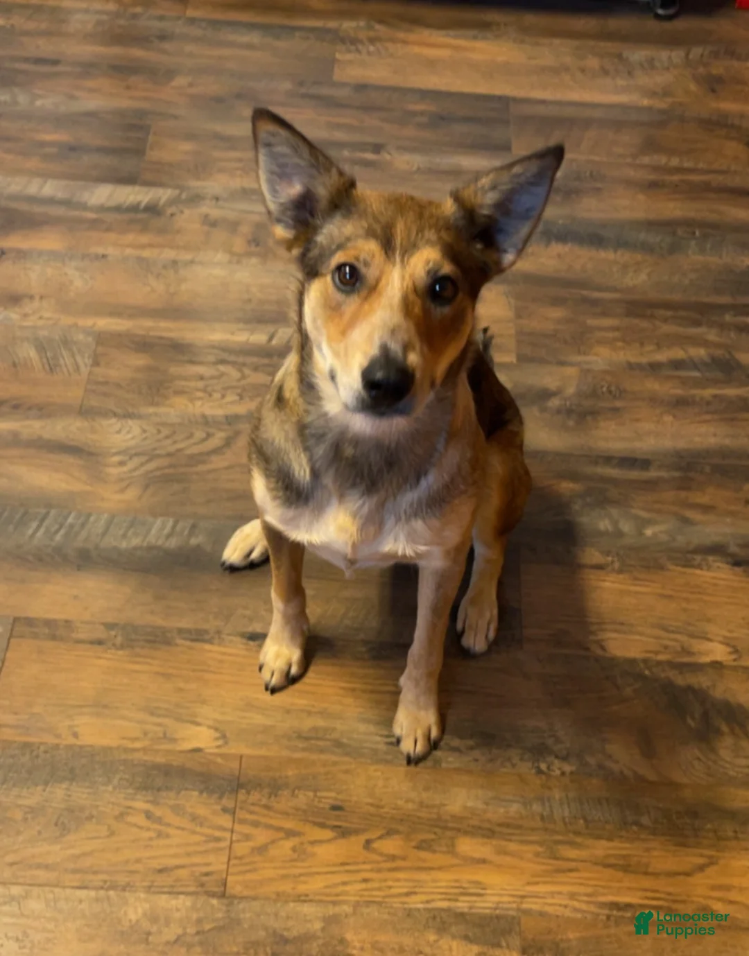 Australian Cattle Dog dogs for sale: Jax - Ad 2