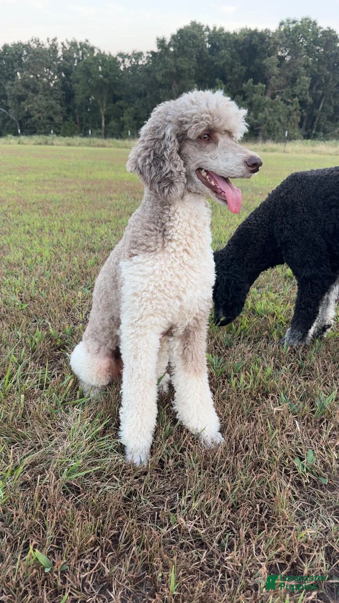 Standard Poodle dogs for sale: Gravel Road - Ad 2
