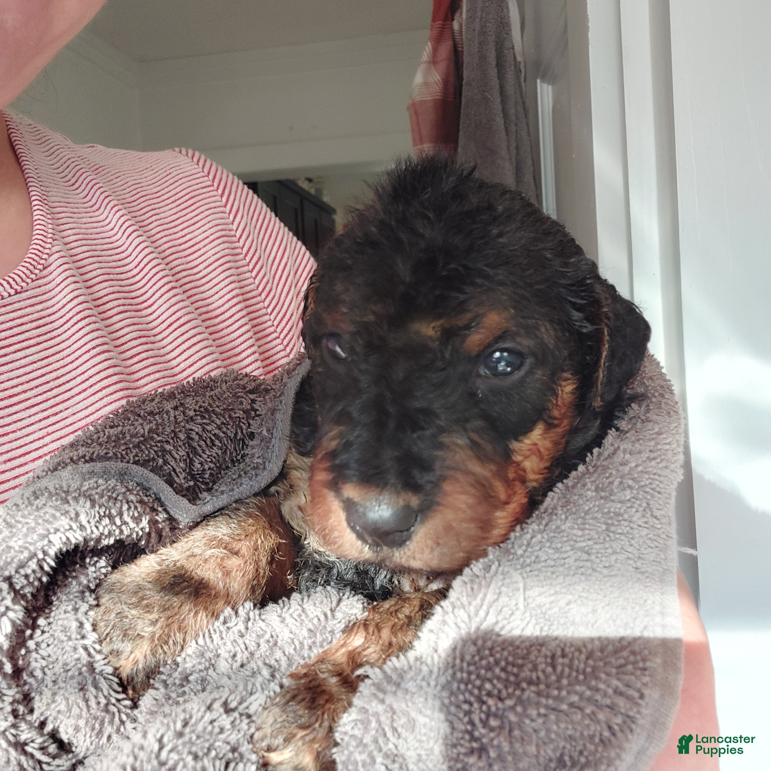 Airedale Terrier dogs Airedale Terrier Puppy 6 - Ad 7