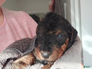 Airedale Terrier dogs Airedale Terrier Puppy 6 - Ad 7