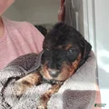 Airedale Terrier Puppy 6