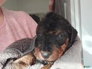 Airedale Terrier dogs Airedale Terrier Puppy 6 - Ad 7
