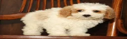 Miniature Poodle dogs for sale: Lincoln - Ad 9