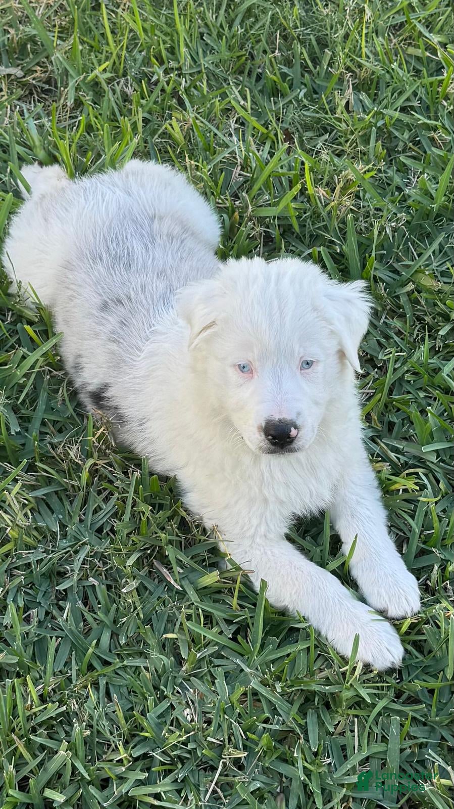 Miniature Australian Shepherd dogs Miniature Australian Shepherd Puppy 1 - Ad 2