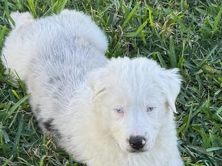 Miniature Australian Shepherd dogs Miniature Australian Shepherd Puppy 1 - Ad 2