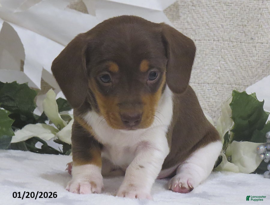 Miniature Dachshund dogs Jemima - Ad 25