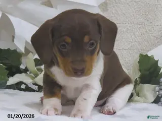 Miniature Dachshund dogs for sale: Jemima - Ad 1