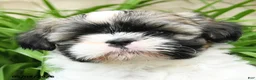Shih Tzu dogs for sale: Hannah - Ad 4