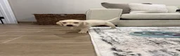 Labrador Retriever dogs for sale: Labrador Retriever 1 - Ad 3