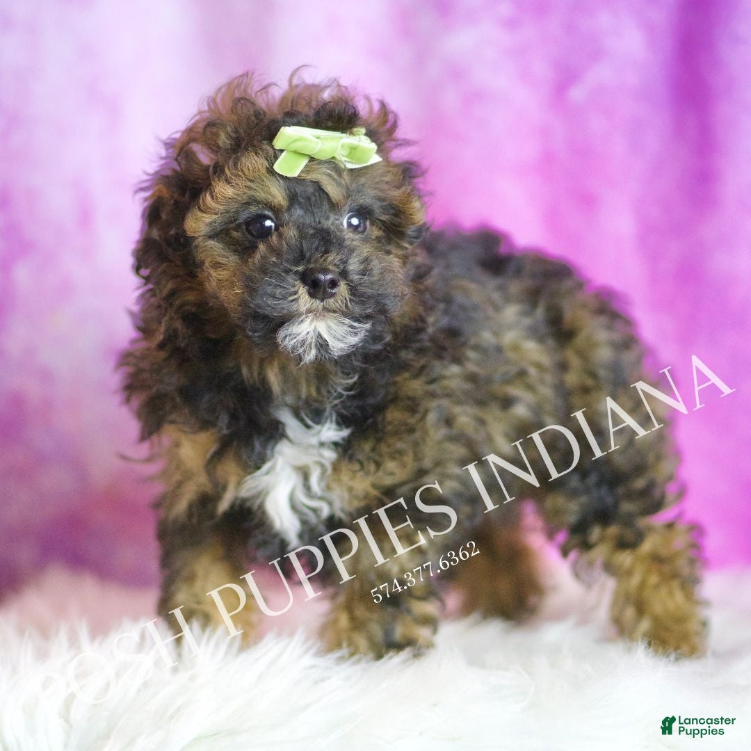 Toy Poodle dogs for sale: Moon - Ad 6