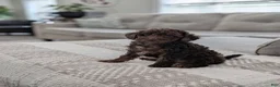 Miniature Poodle dogs for sale: AKC Maverick  - Ad 3