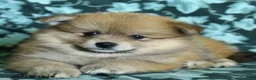 Pomeranian dogs for sale: Pete - Ad 4