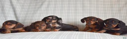 Miniature Dachshund dogs for sale: Beauty - Ad 5