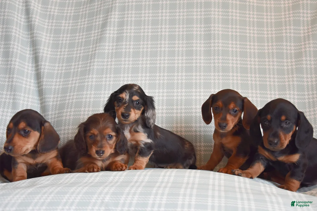 Miniature Dachshund dogs for sale: Beauty - Ad 5