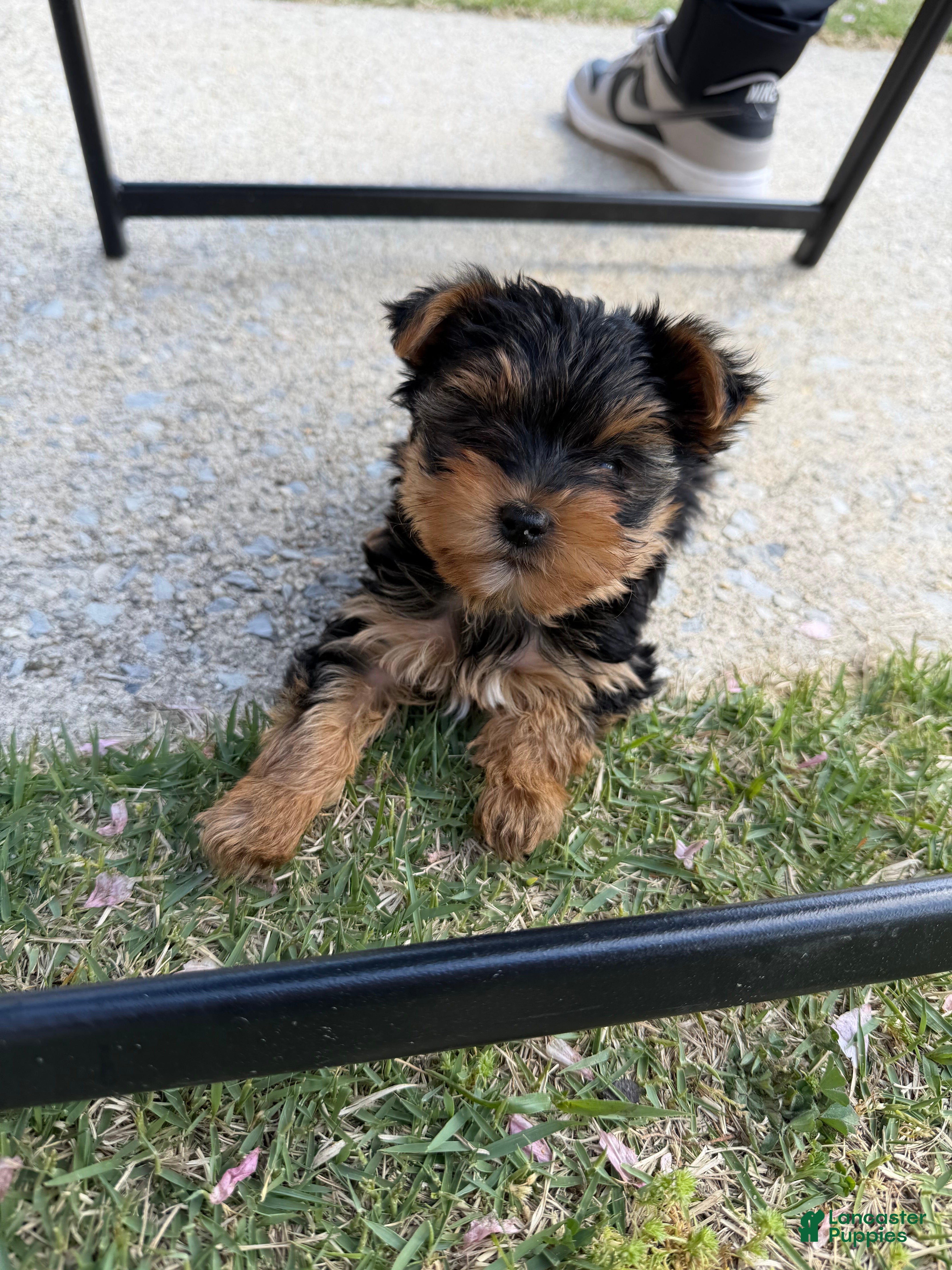 Yorkshire Terrier dogs for sale: Yorkshire Terrier Puppy 1 - Ad 1
