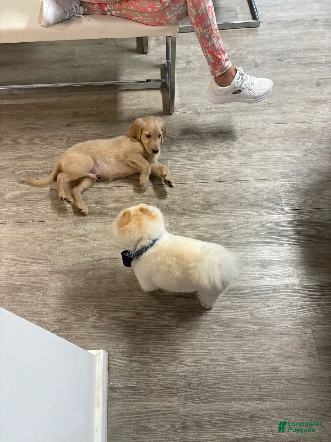 Goldendoodle dogs for sale: Milo - Ad 5