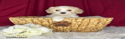 Cavachon dogs for sale: Dixan - Ad 3