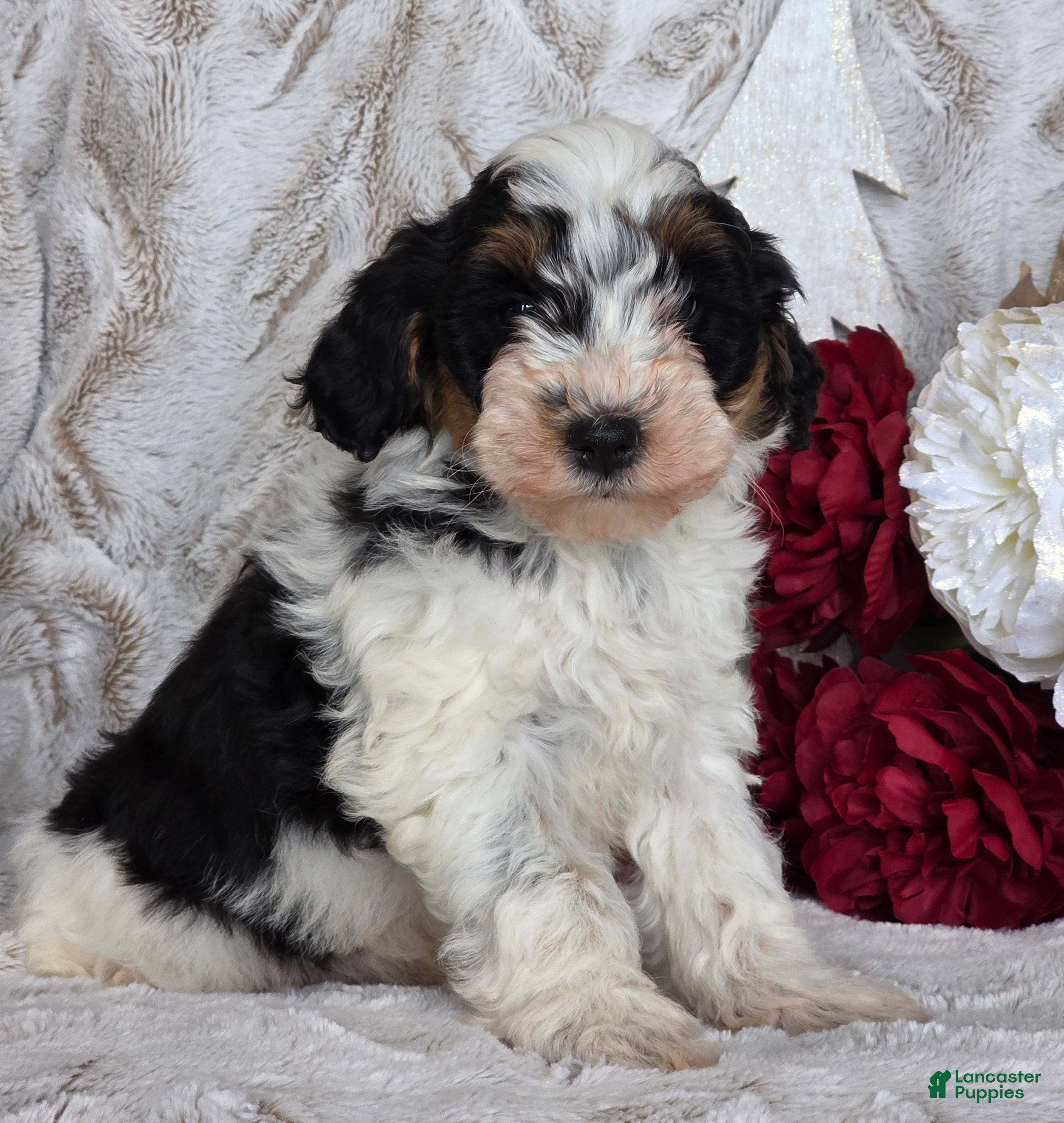 Schnoodle dogs Krinkle - Ad 7