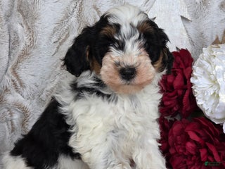 Schnoodle dogs Krinkle - Ad 7