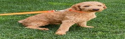 Mini Goldendoodle dogs for sale: Lexi - Ad 6
