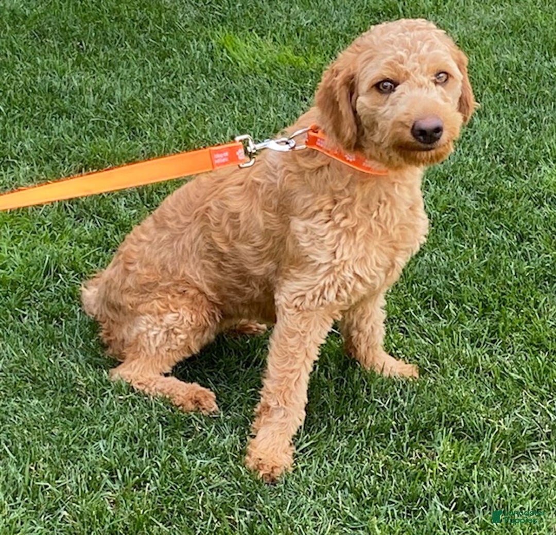 Mini Goldendoodle dogs for sale: Lexi - Ad 6