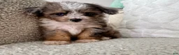 Mini Aussiedoodle dogs for sale: Kenny - Ad 7