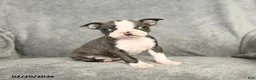Boston Terrier dogs for sale: Darcy - Ad 2