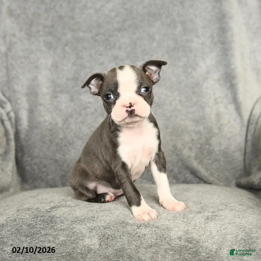 Boston Terrier dogs for sale: Darcy - Ad 2