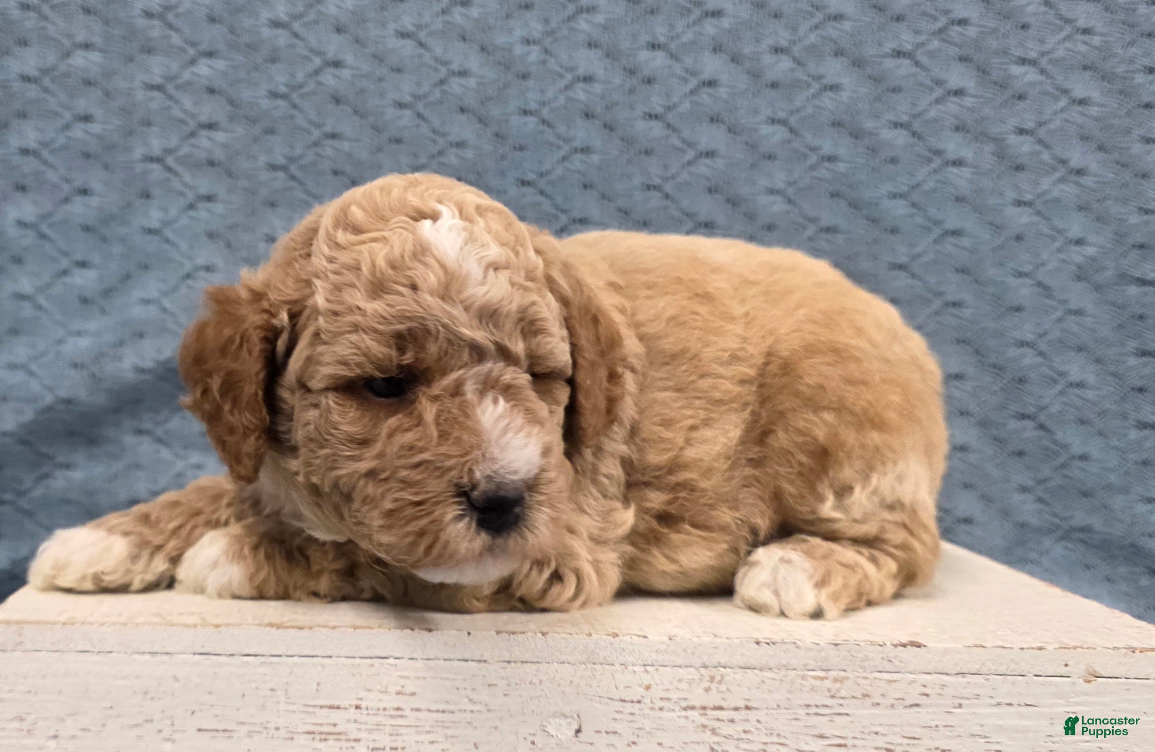 Miniature Poodle dogs Teddy  - Ad 2