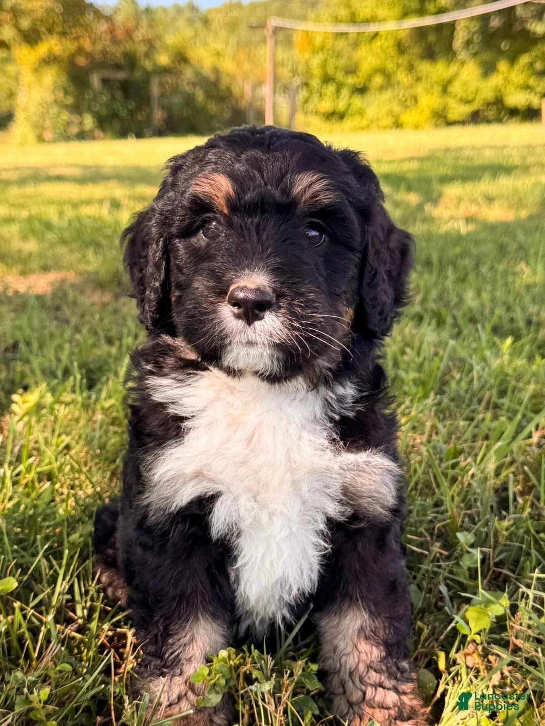 Bernedoodle dogs for sale: Bear - Ad 1