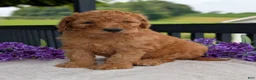 Goldendoodle dogs for sale: Archie  - Ad 16