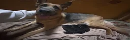 German Shepherd dogs for sale: Bluey - Ad 5