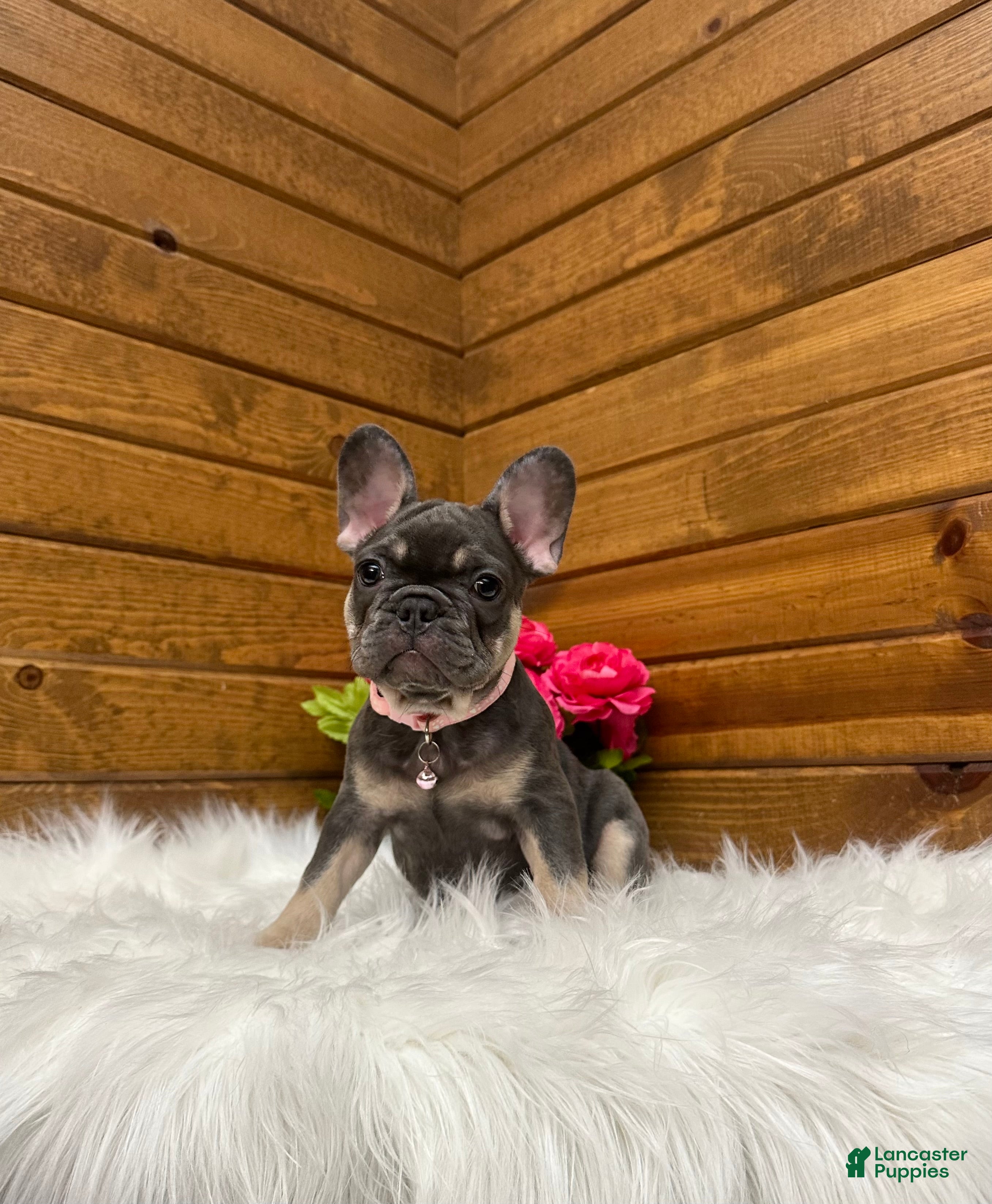 French Bulldog dogs Ember - Ad 2