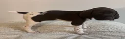 German Shorthaired Pointer dogs for sale: Joy - Ad 2