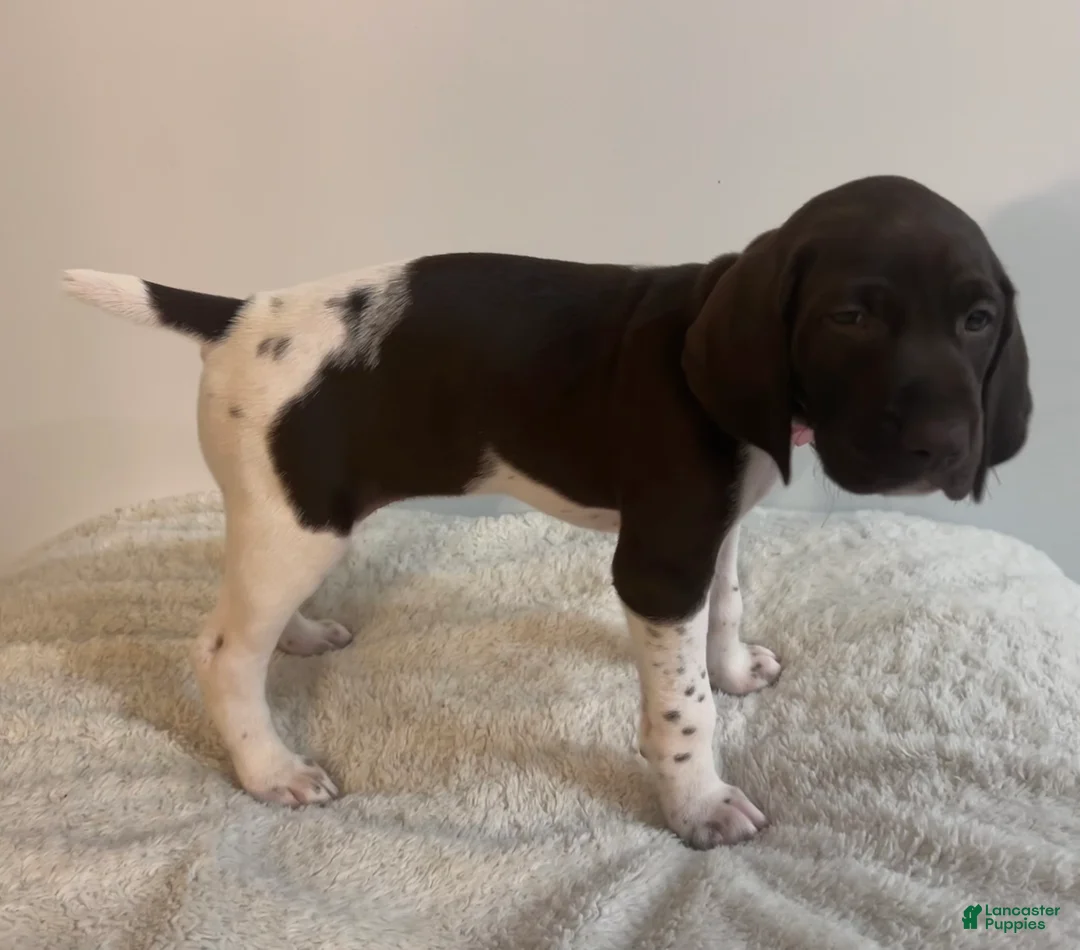 German Shorthaired Pointer dogs for sale: Joy - Ad 2