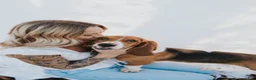 Mixed Breed dogs for sale: Wave - Ad 5