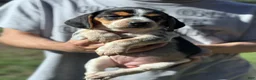 Beagle dogs for sale: Buttercup  - Ad 7