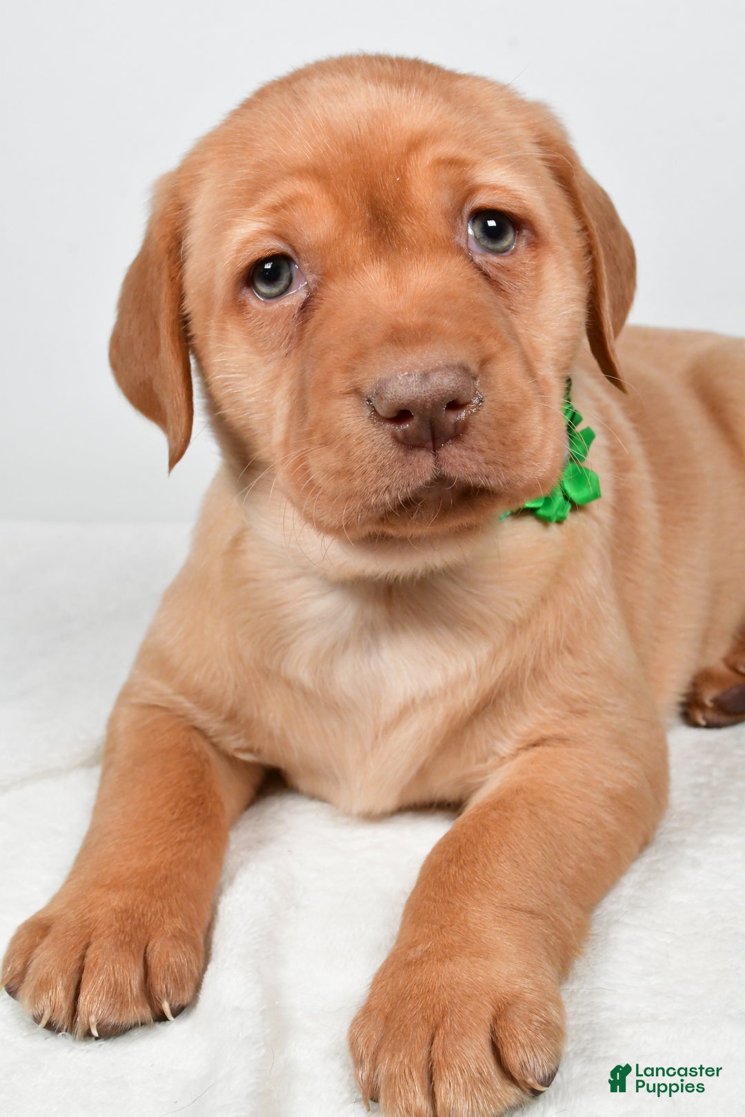 Labrador Retriever dogs for sale: Nikki - Ad 3