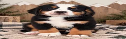 Bernese Mountain Dog dogs for sale: Rocky - Light Blue Boy - Ad 2