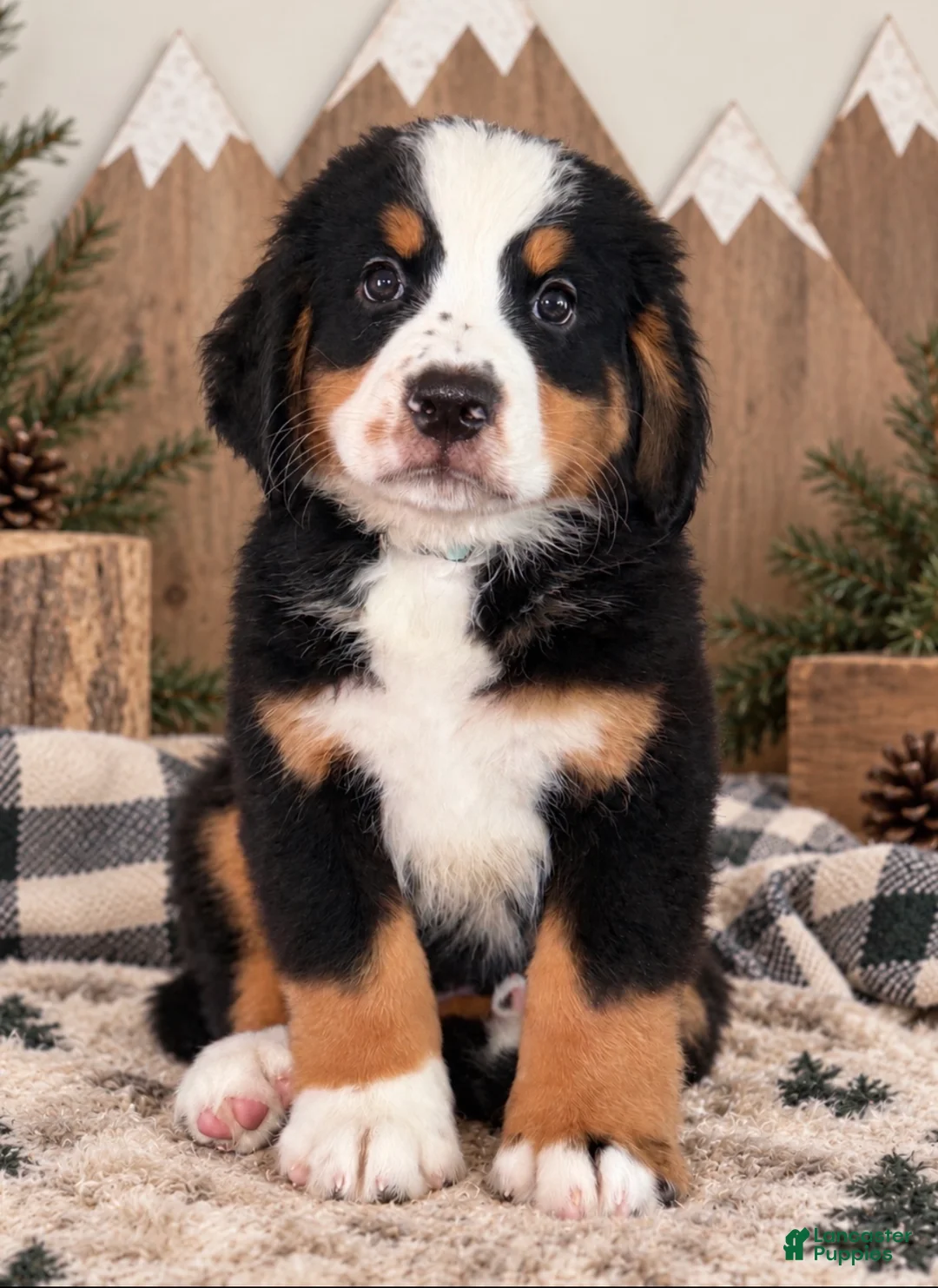 Bernese Mountain Dog dogs for sale: Rocky - Light Blue Boy - Ad 2