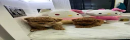 Toy Poodle dogs for sale: Maple🤎🐩 - Ad 4