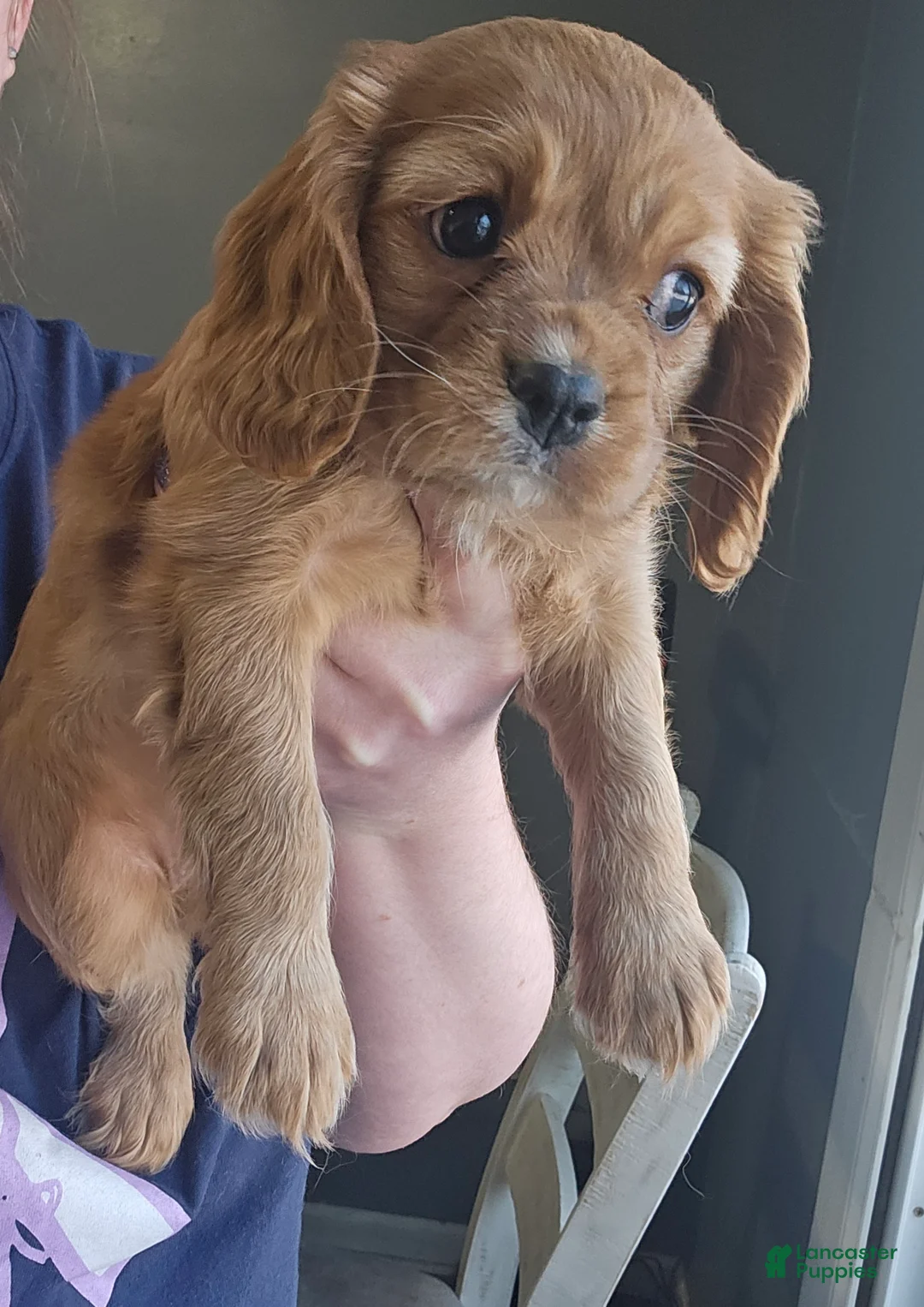 Cavalier King Charles Spaniel dogs for sale: ROSIE - Ad 2