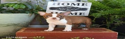 Boston Terrier dogs for sale: London - Ad 3