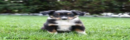 Australian Shepherd dogs for sale: Koa  - Ad 3