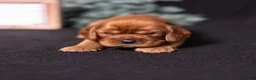 Cavalier King Charles Spaniel dogs for sale: Einstein - Ad 4